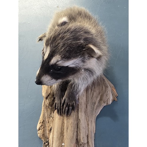 Fhjun21 baby raccoon - baby,