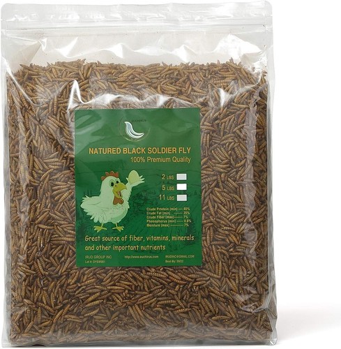 Black soldier fly larvae for - black,