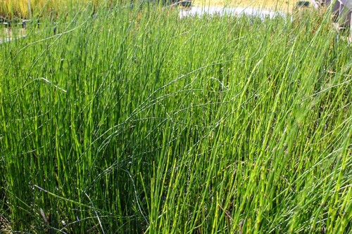 Horsetail rush winter hardy - horsetail,
