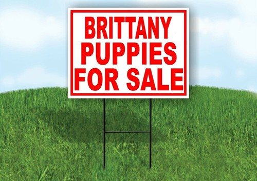 Brittany puppies for sale red - for,