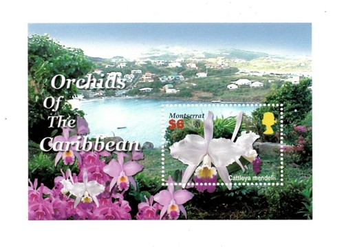 Montserrat 2005 orchids of - montserrat,