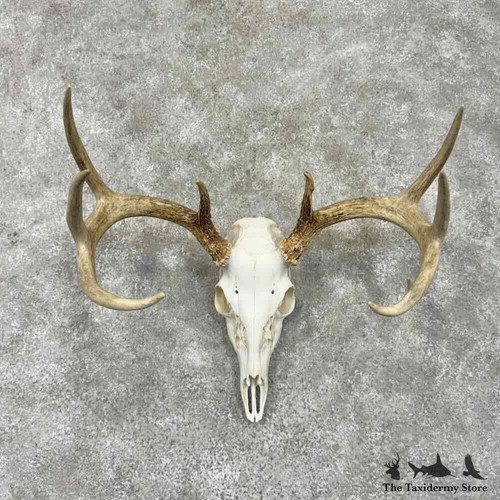31667 whitetail deer - whitetail,