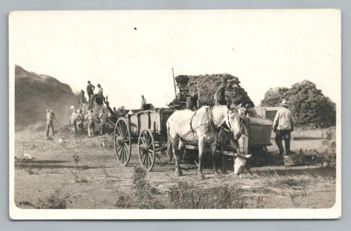 Wheat threshing two white - two,
