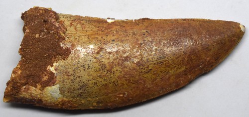 Large fossilized tyrannosaurus - fossilized,