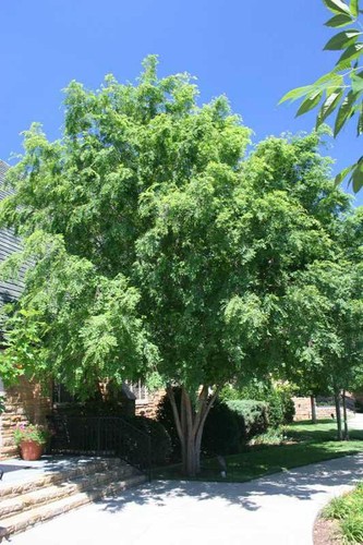 Lacebark elm 18 - -, 12