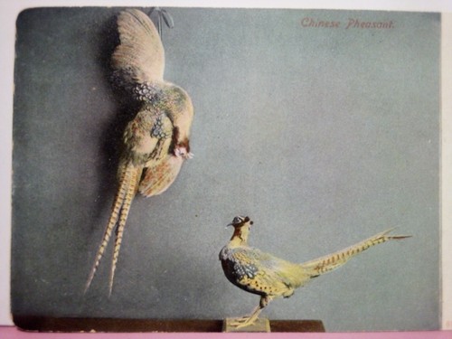 Chinese pheasant bird - pheasant,