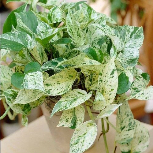 Pothos ivy combo cuttings - pothos, 3