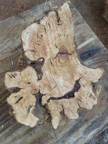 Olive burl wood live - olive,