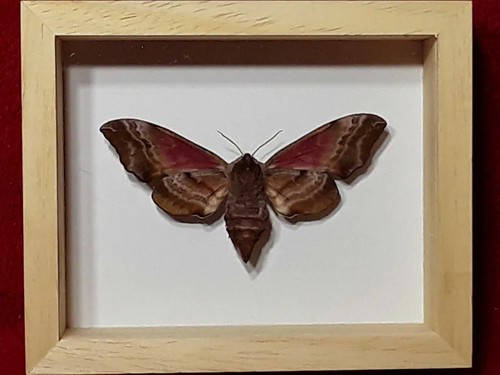 Wall mounted framed real - mounted, eyed