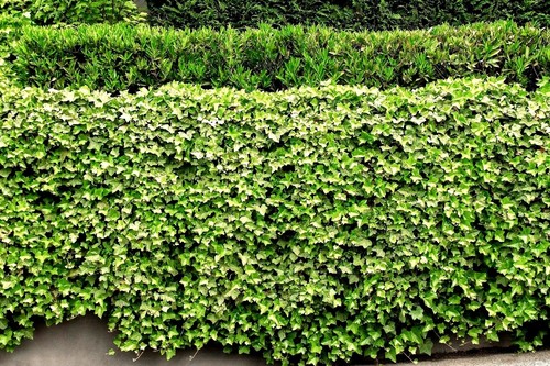 English ivy roots - 5,