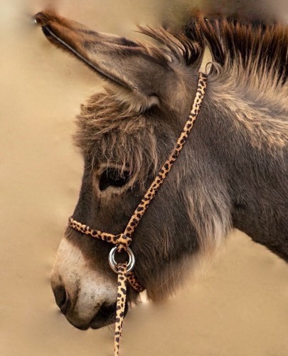 Halter all small - small, miniature
