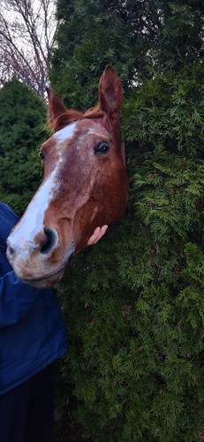 Horse head taxidermy - head,