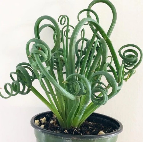 Succulent albuca spiralis - ~, ~