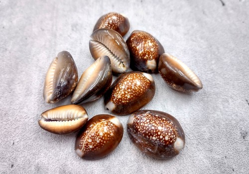 Serpent head cowrie seashells - head,