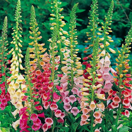Excelsior mix foxglove seeds - mix, |