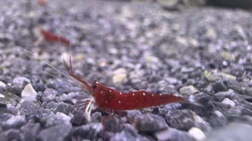 2 sulawesi cardinal - 20,