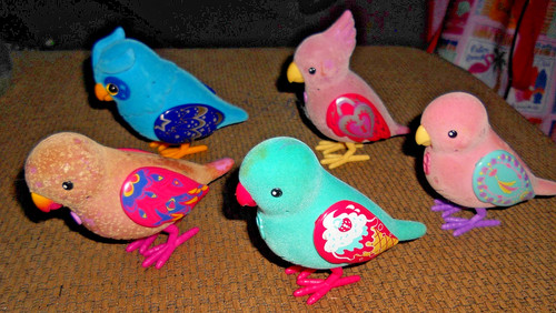Little live pets bird lot - live, of