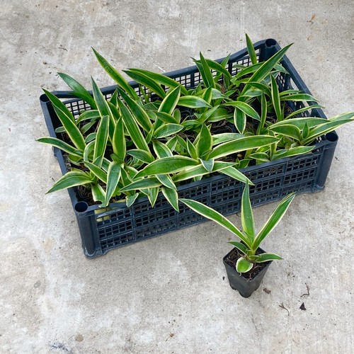 Agave desmetiana plant smooth - plant,
