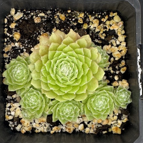 Sempervivum lemon babies - sempervivum, babies”