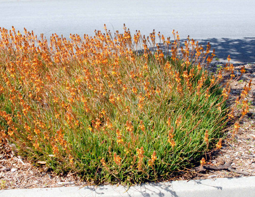 Live orange bulbine plant - orange,