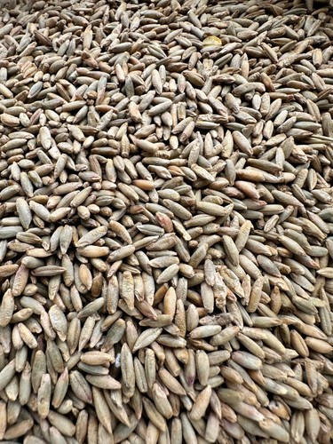 Lbs winter rye seed - 5,
