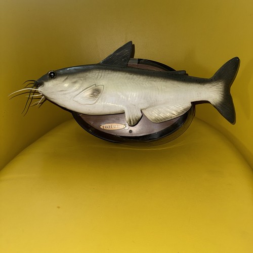 Cool cat fish animated - cool,
