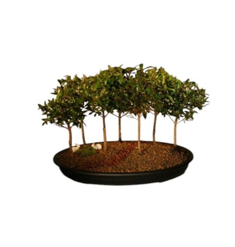 Tree forest flowering brush - forest,
