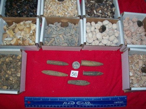 100 fossils fossil fish - fossil,