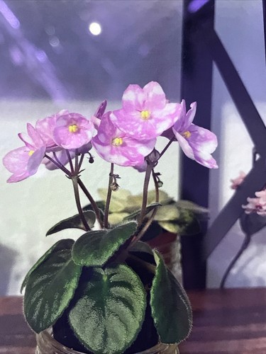 African violet plant - african,