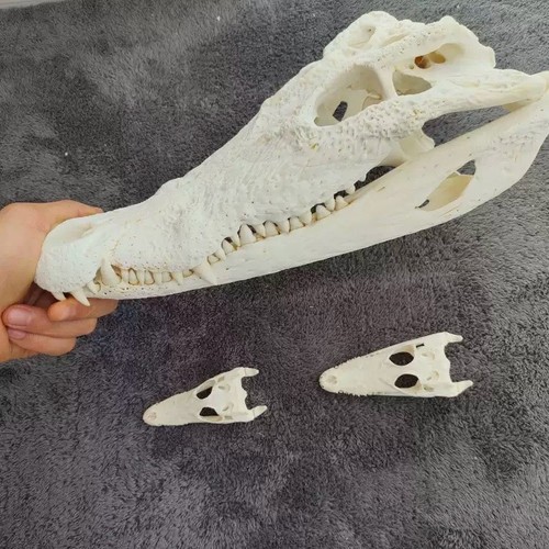20cm real crocodile head skull - real,