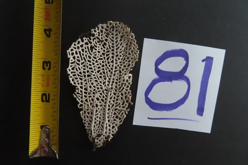 Natural sea fan coral - sea,