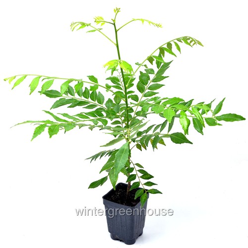 Murraya koenigii sweet neem - murraya, koenigii,