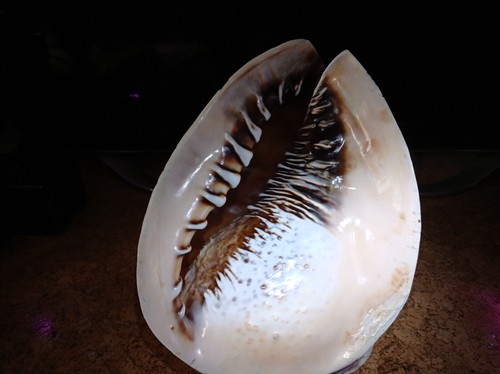 Very rare nice shell cassis - very,