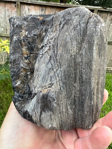 Texas petrified wood - petrified, black