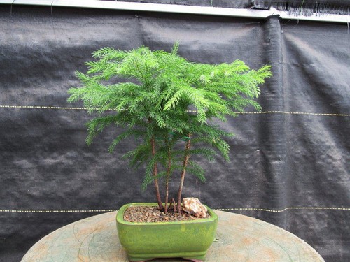 Norfolk island pine bonsai - pine,