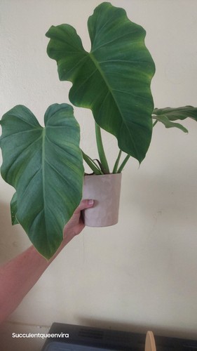 Wilsonni philodendron - wilsonni,