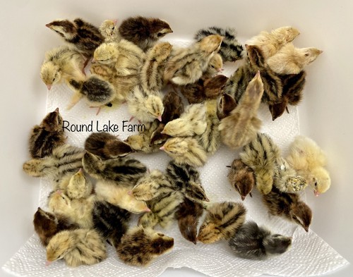 Gorgeous colors 24 coturnix - gorgeous,