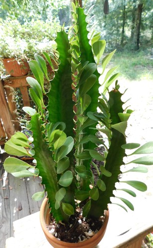 African milk tree euphorbia - african,