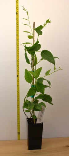 Issai kiwi actinidia - kiwi, (actinidia