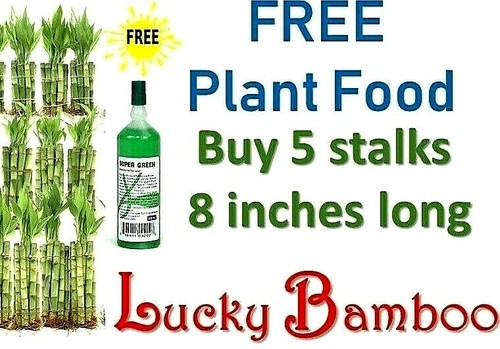 Lucky bamboo 5 stalks - bamboo,