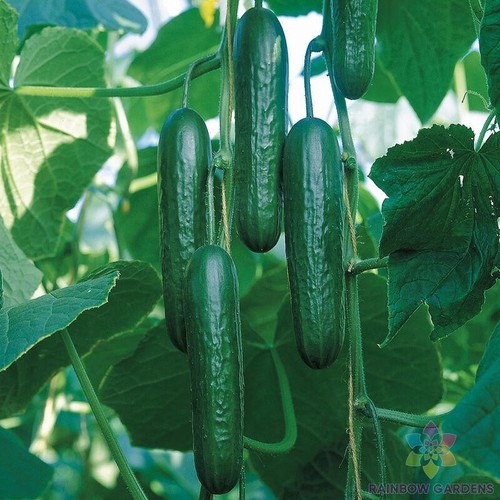 Socrates cucumber seeds - socrates,