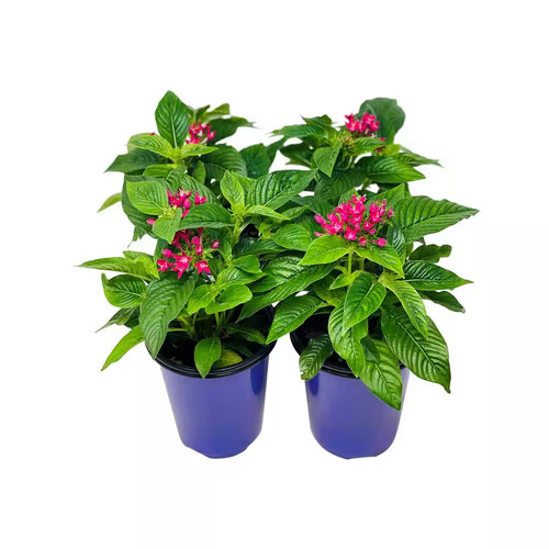 Penta plant pink - penta,