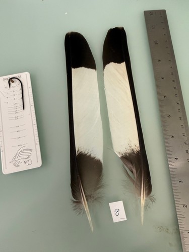 White tail black cockatoo - tail,