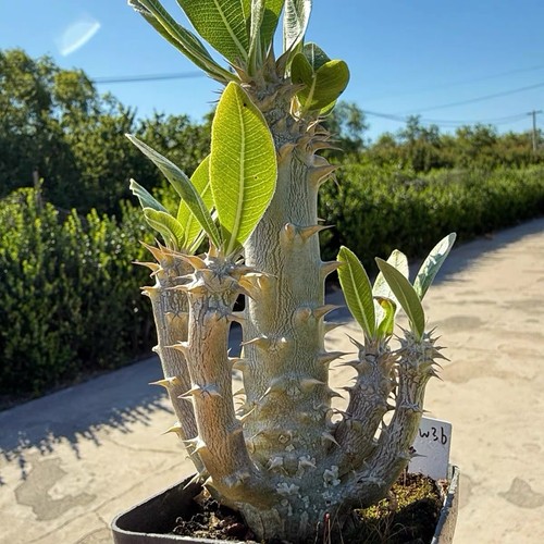Pachypodium densiflorum rare - densiflorum,