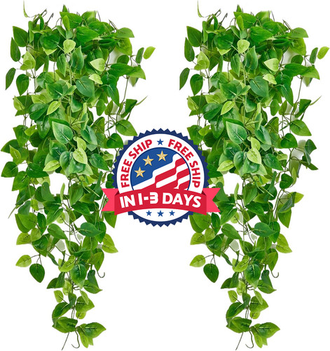 Plantas colgantes - 2,