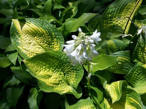 Giant hosta paradigm - :, "paradigm"