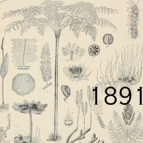 1891 alsophila armata - 1891,