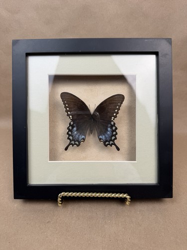 Spicebush swallowtail - spicebush,