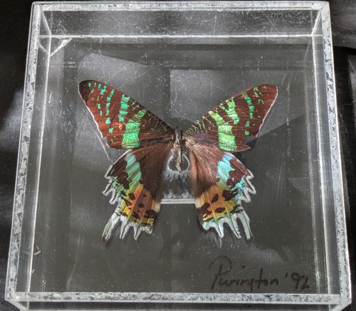 Real butterfly taxidermy - real,