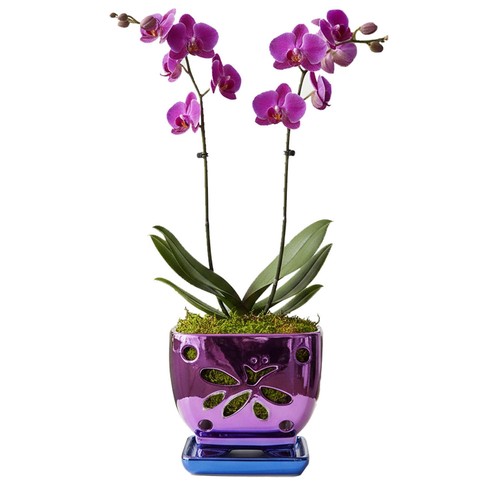Orchid pots wide - orchid,